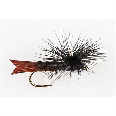 BROWN BLACK BODY ON TOP #12